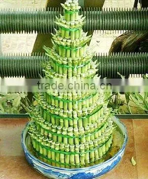 Indoor Decorative Ornamental Bonsai Plants of Dracaena Sanderiana photo-6