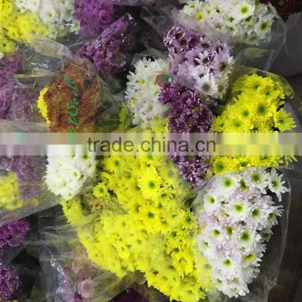 Fresh Cut Chrysanthemums Flower photo-6