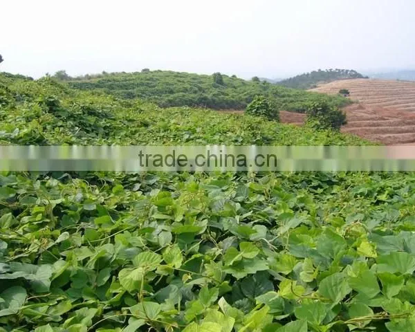 High Purity Puerarin 98% photo-5