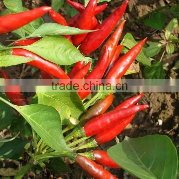 Hot Chili Seeds for Sowing
