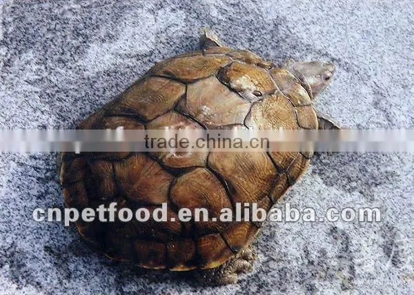 Dried Tenebrio Molitor Reptile Feeding photo-5
