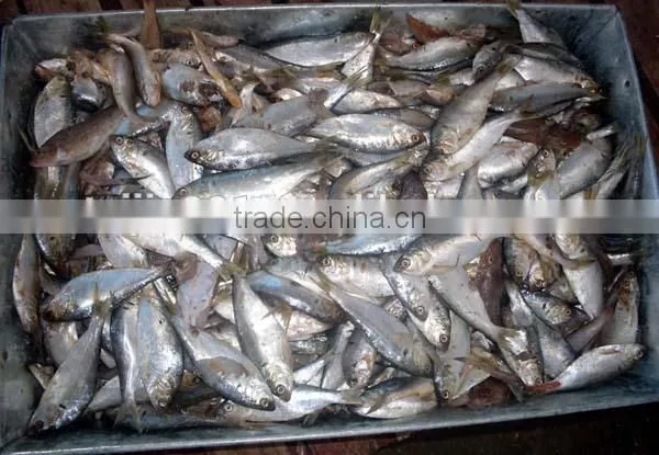 Fish Meal photo-5