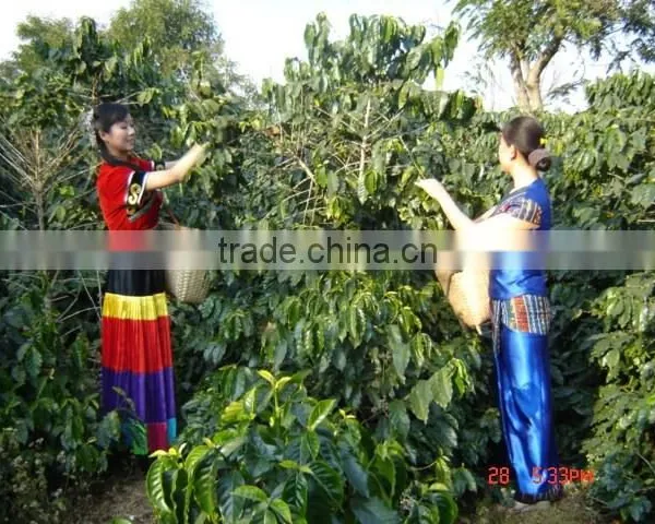 Instant Coffee photo-3