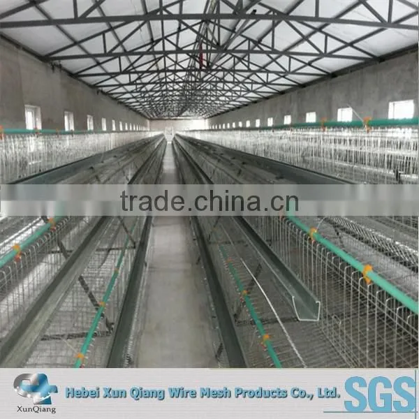 High Quality Bird Chicken Layer Cage photo-4