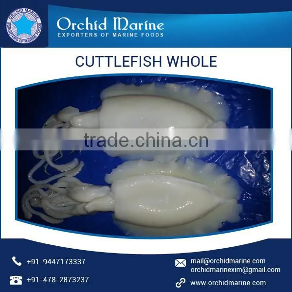 Quality Proven Range of Whole Round Cuttlefish at Competitive Rates photo-5