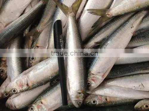 2016 Best Quality Sardine 8-10pcs/kg for Bait photo-2