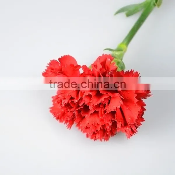 Fresh Valentine Red Carnations With Low Price Fresh Cut Carnation Flower High Quality photo-4