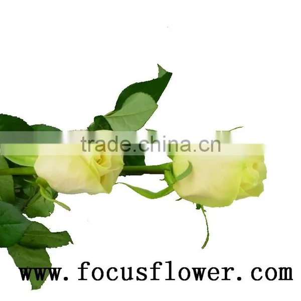 Hotsale Roses Flowers Fresh Cut Flowers Vendela Rose for Decoration From Kunming Ecuador Wholesale Flowers photo-3