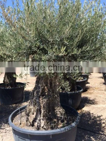 Olive Tree Olea Europaea Bonsai photo-2