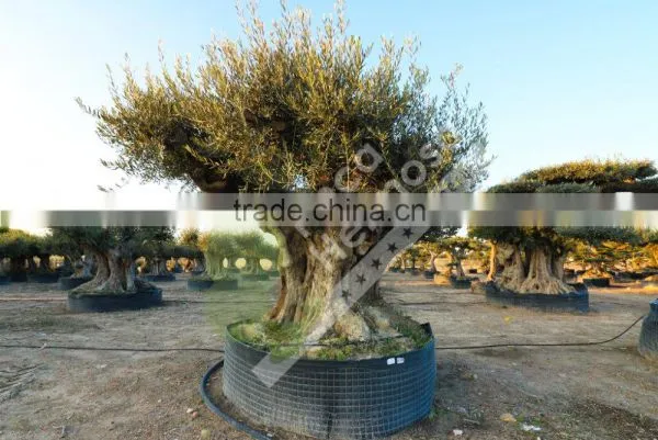 Cieza Collection - Millenary Olive Trees photo-2