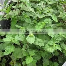 Patchouli Oil photo-2