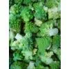 IQF Romnesco Florets