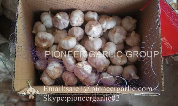 Chinese Natural 5cm Red Garlic Loose Packing In 10kg Box photo-4