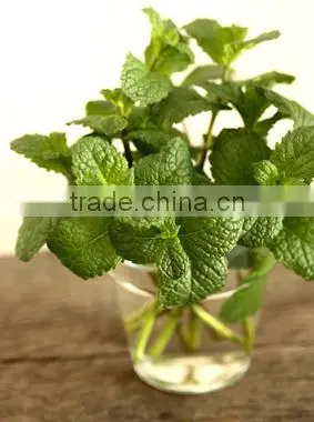 OEM/ODM Pure Natural and Organic Peppermint Essential Oil in Bulk With Fast Delivery photo-4