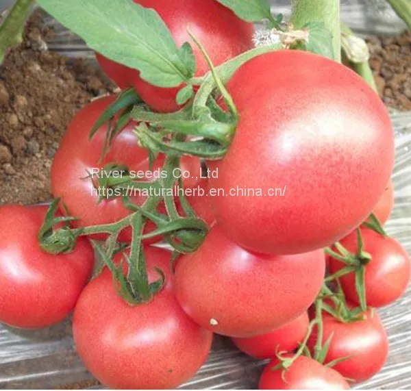 100pcs Tomato Seeds for Planting Good Prices Hybrid Tomato Seeds From China photo-2