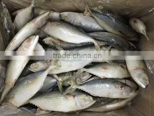 Indian Mackerel