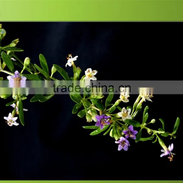 Bulk Organic Gojiberry With Good Price photo-3