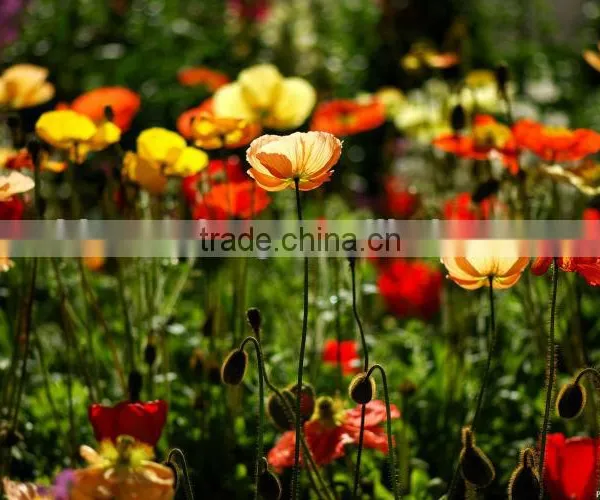 YT-41000 Four Color Flexographic Printing Machine: photo-2