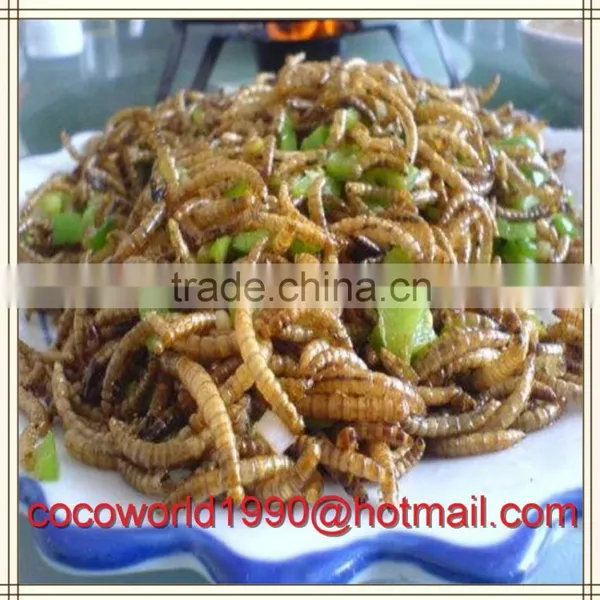 What do Mealworms Like to Eat/how to Make Mealworms/what Kind of Birds Eat Mealworms photo-5