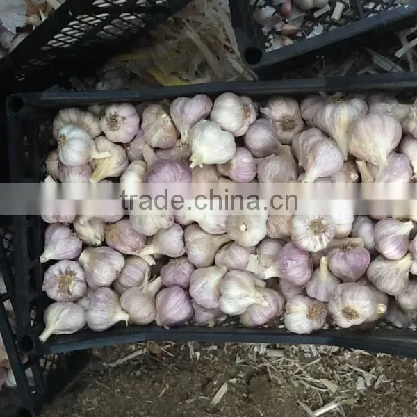 Fresh Garlic