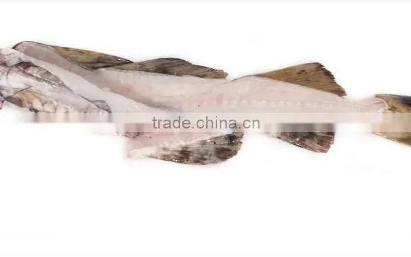 Cod Fish Bone