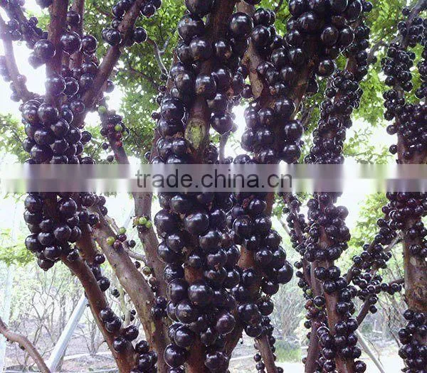 Jaboticaba Seeds Jabuticaba Guapuru Hivapuru Sabara Ybapuru Brazilian Grape Tree Seeds For Growing photo-2
