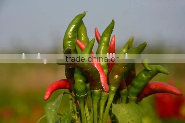 High Quality Dried Red Chilly