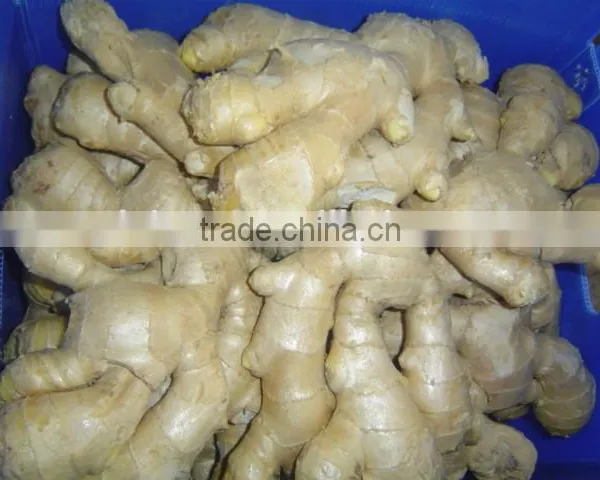 Fresh Ginger Needed photo-6