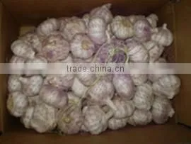 HACCP Certification China Fresh Garlic photo-6