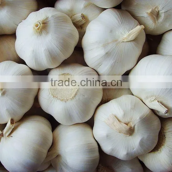Fresh Garlic Origin Place Diverse Type