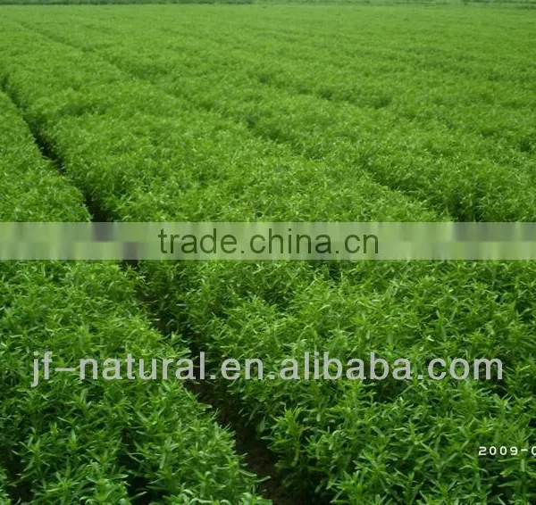 100% Natural China Stevia Leaf Extract ISO, GMP, HACCP, KOSHER, HALAL Certificated photo-2