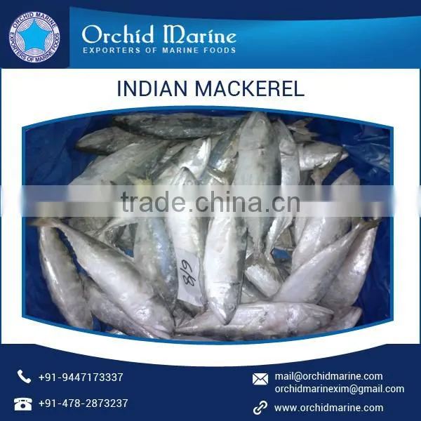 Indian Mackerel Fish at Lowest Price From A Grade Supplier photo-4