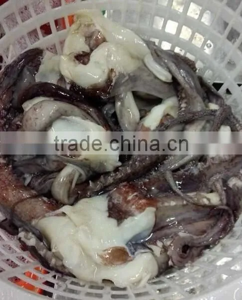 1kg up Giant Squid Tentacle photo-3
