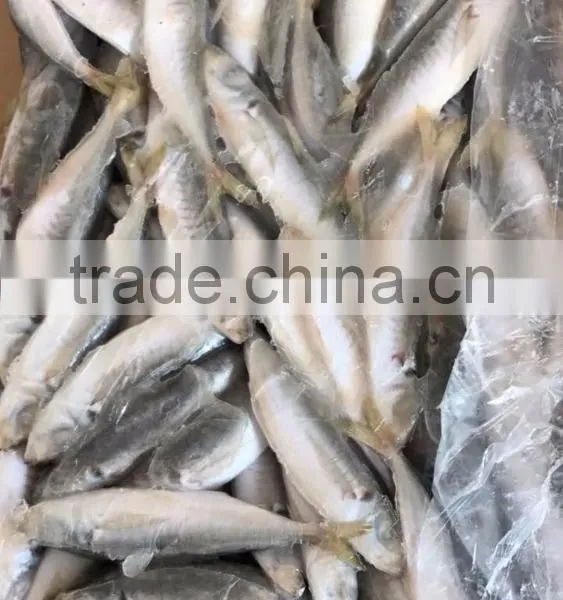 BQF Frozen Horse Mackerel/round Scad photo-3