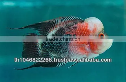 Flowerhorn Fish Farm and Wholesale in Thailand photo-4