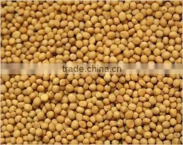 Yellow Mustard Seeds