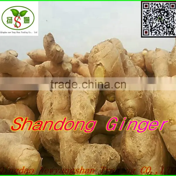 Pollution-free Garlic/pure White Garlic, Garlic Exports photo-4