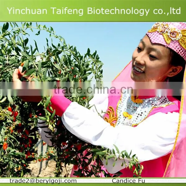 2015's New Crop Ningxia Lycium Barbarum L. Wholesale photo-3