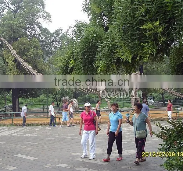 Museum Product Long Neck Dinosaur Skeleton photo-3