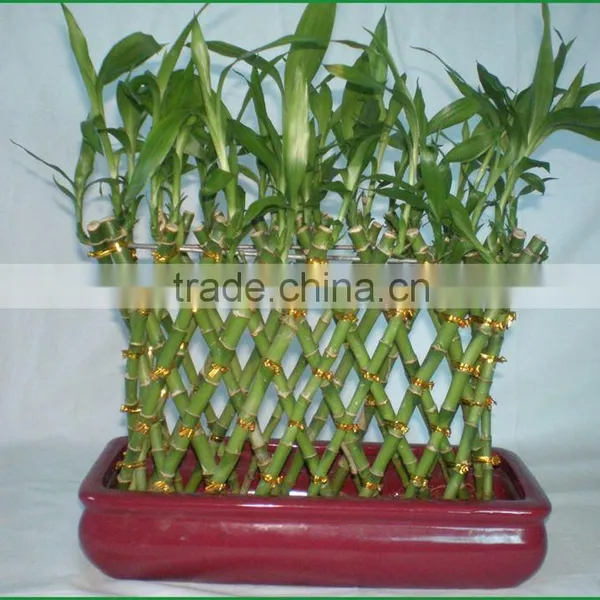 18 Stems Braided Lucky Bamboo Bonsai Tree Dracaena Sanderiana Indoor Aquatic Feng Shui Plants Nursery Garden Decoration photo-2