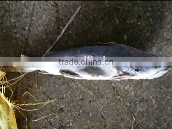 frozen cat fish wholesale china market