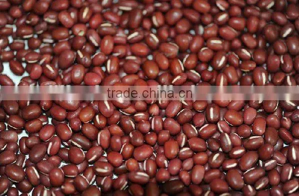 New Crop Azuki Bean