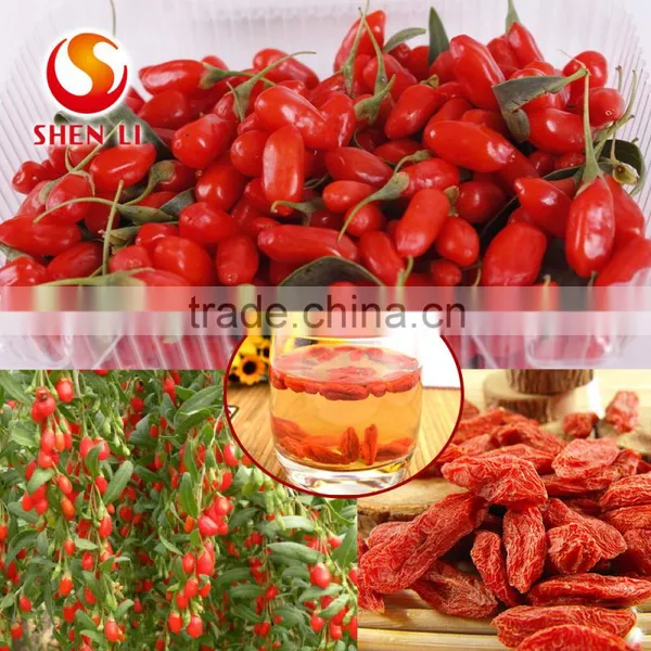 Ningxia Goji Berries is the Best Tonic photo-2