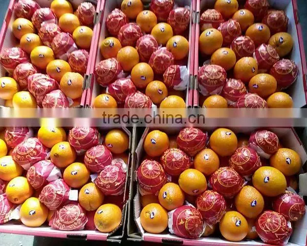 Fresh Citrus Fruit Navel Orange 2015 photo-5