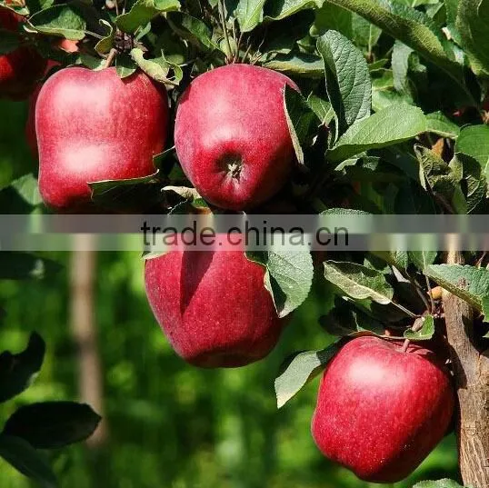 Juicy and Sweet Fresh Apple photo-2