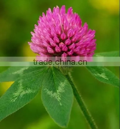 GMP High Quality Natural Red Clover Extract Isoflavone photo-2