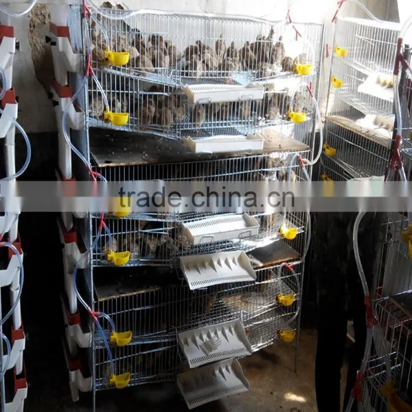 Layer Quail Cage for Sale & Layer Quail Cage for Poultry Farm Equipment photo-4