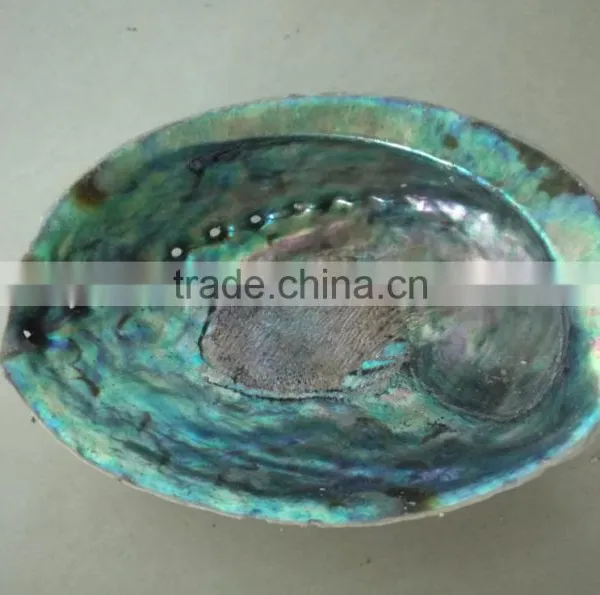 Green New Zealand Paua Abalone Shell Raw Material photo-3