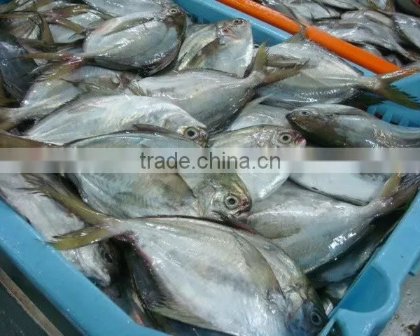Frozen Butter Fish Whole Round photo-3