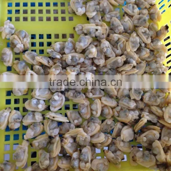 Frozen Seafood Boiled Clam Meat photo-3